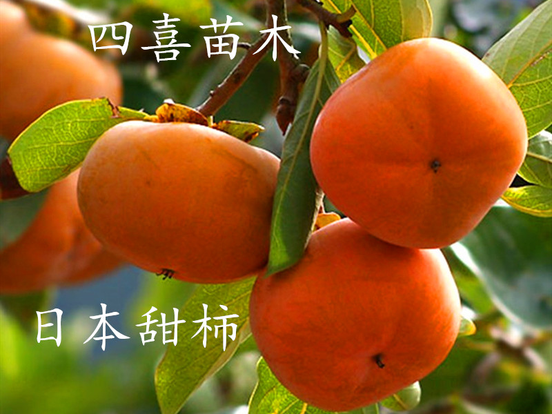 日本次郎甜柿