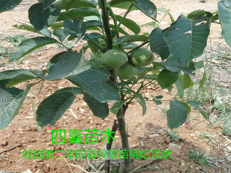 栽植第2年的香玲核桃挂果现状