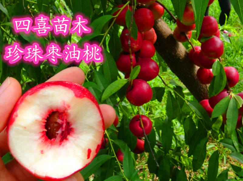 珍珠枣油桃品种简介