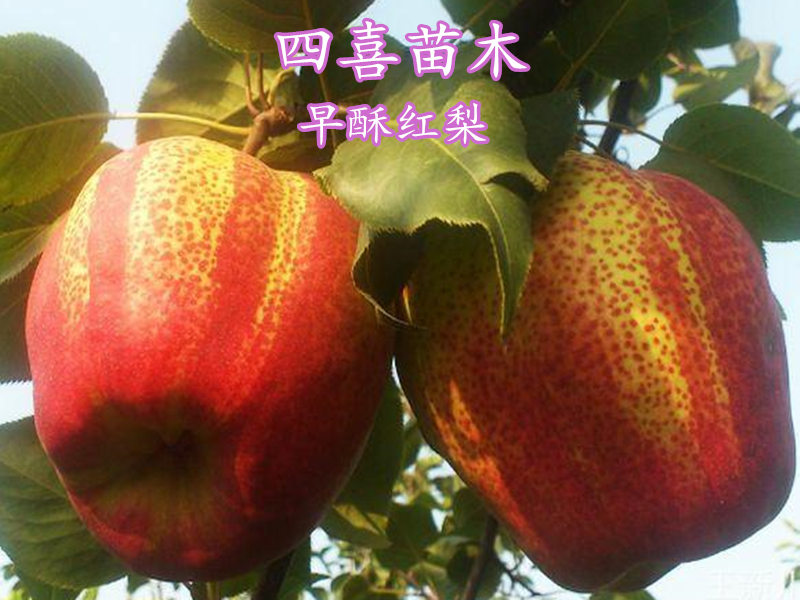 早酥红梨苗品种介绍