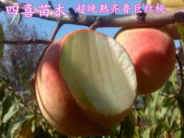 晚熟桃树苗品种 齐鲁巨红桃树苗品种介绍