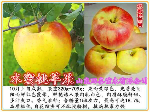 苹果苗新品种水蜜桃苹果苗