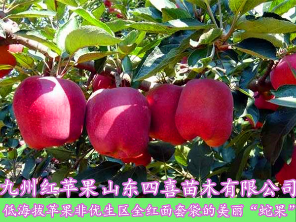 九州红苹果苗
