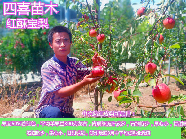 梨树苗最新特色品种红酥宝梨树苗