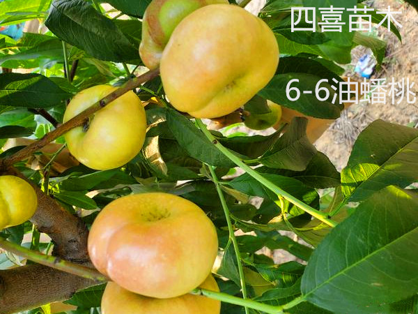 早熟桃树苗新品种之6-6油蟠桃树苗