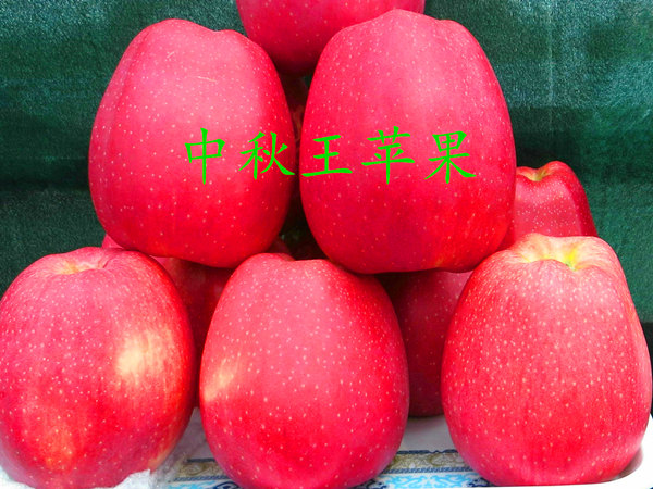 双节成熟的中秋王苹果苗